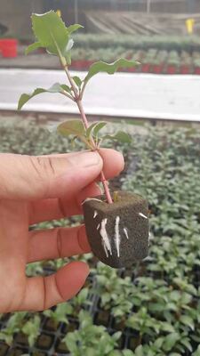 32, 50, 98, 108, , 200 বীজপাতা, বীজপাতা, বীজপাতা ধারক